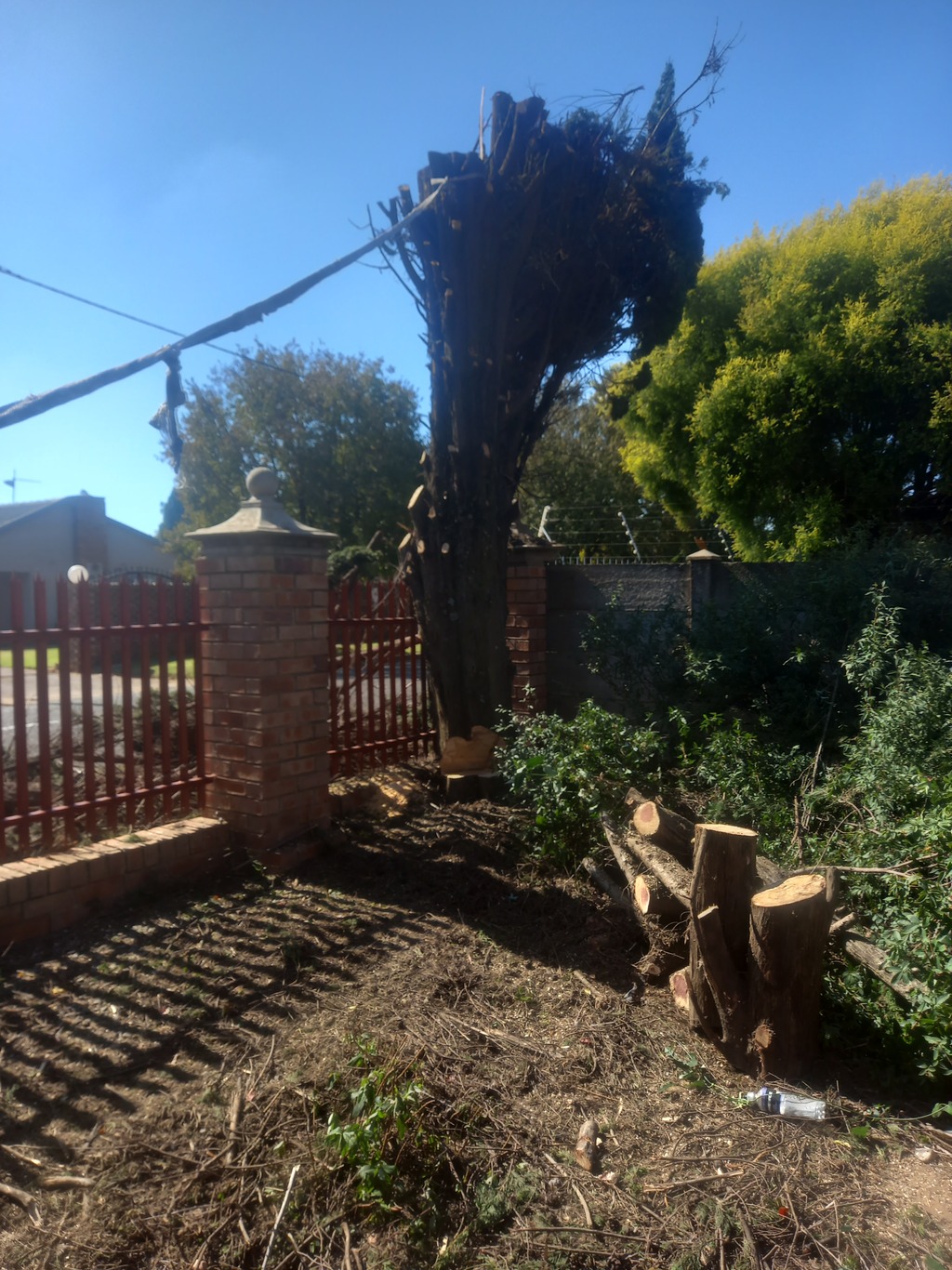 A trunk of tree which has been removed all branches ant palisades