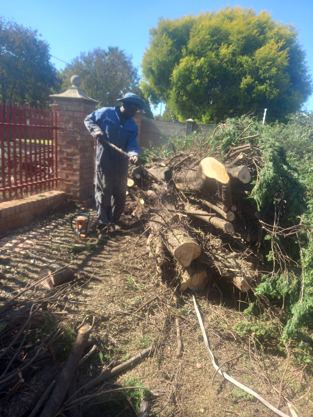 A arborist wearing a blue overall and putting a sun hat on his head cleaning a tree for him to cut it into small logs 