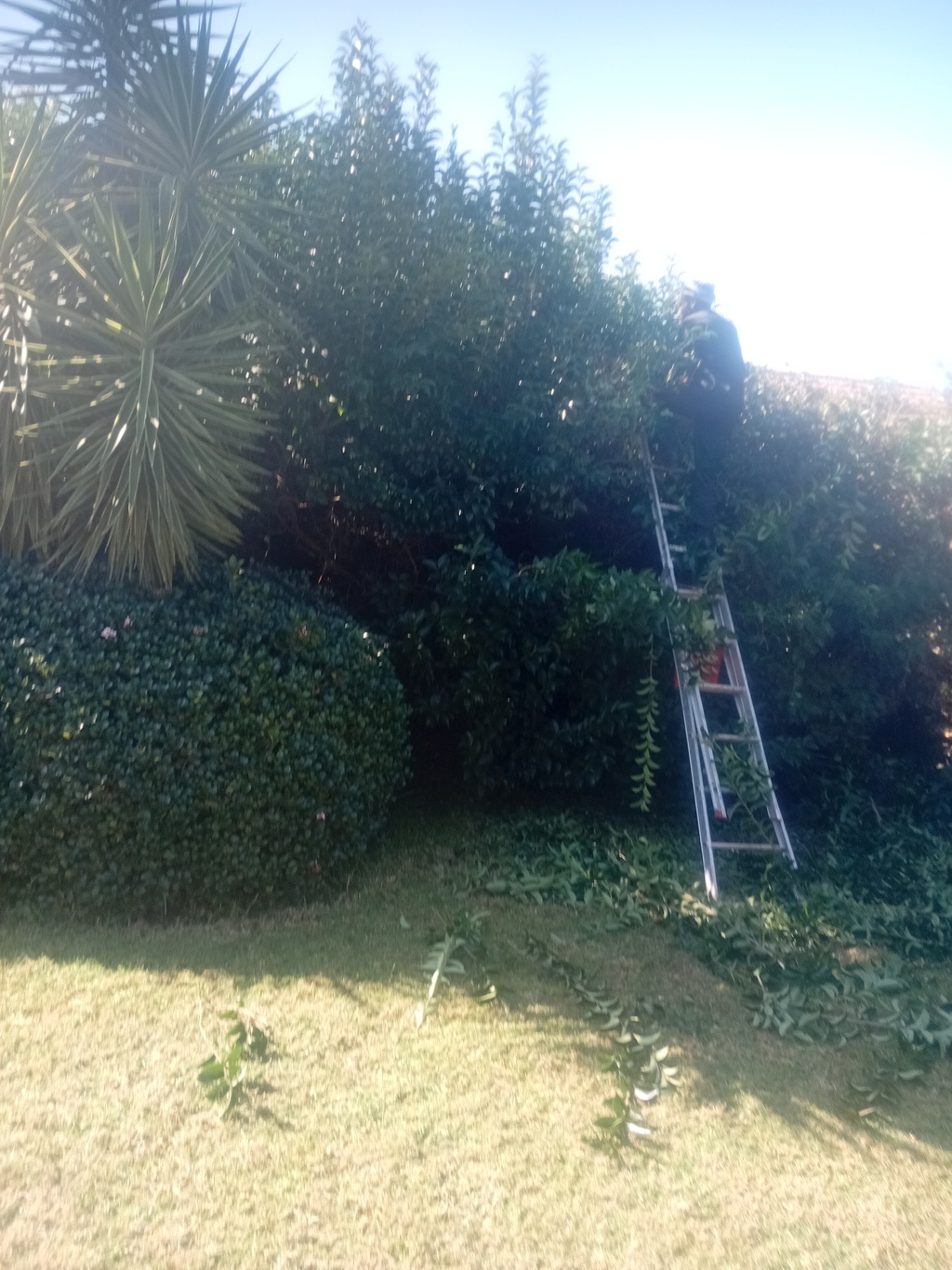 A man wearing a blue work suit,  with  a chainsaw standing on a stepladder 