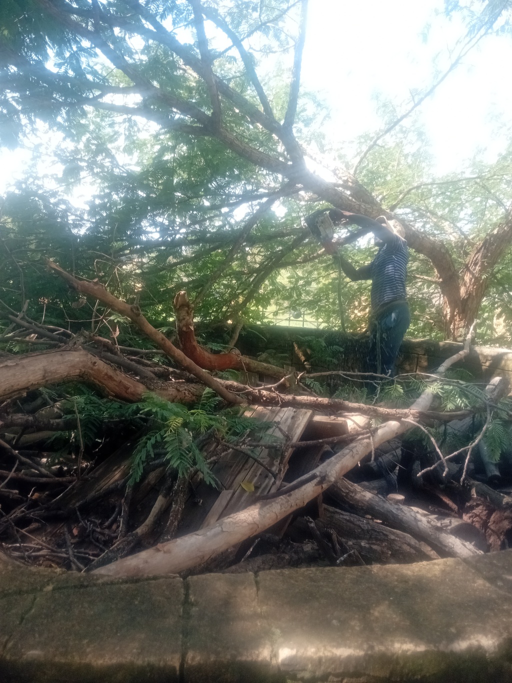 A man holding a chainsaw trimming a  thorn tree.  Wearing a stripes t-shirt and blue trouser.