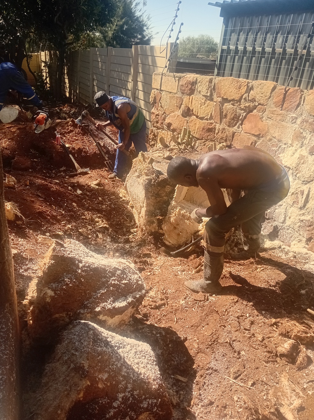 Two man without wearing vest digging a stump