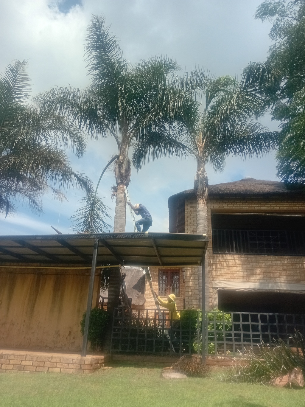 Two palm trees, a arborist on top of a car port cleaning a palm tree