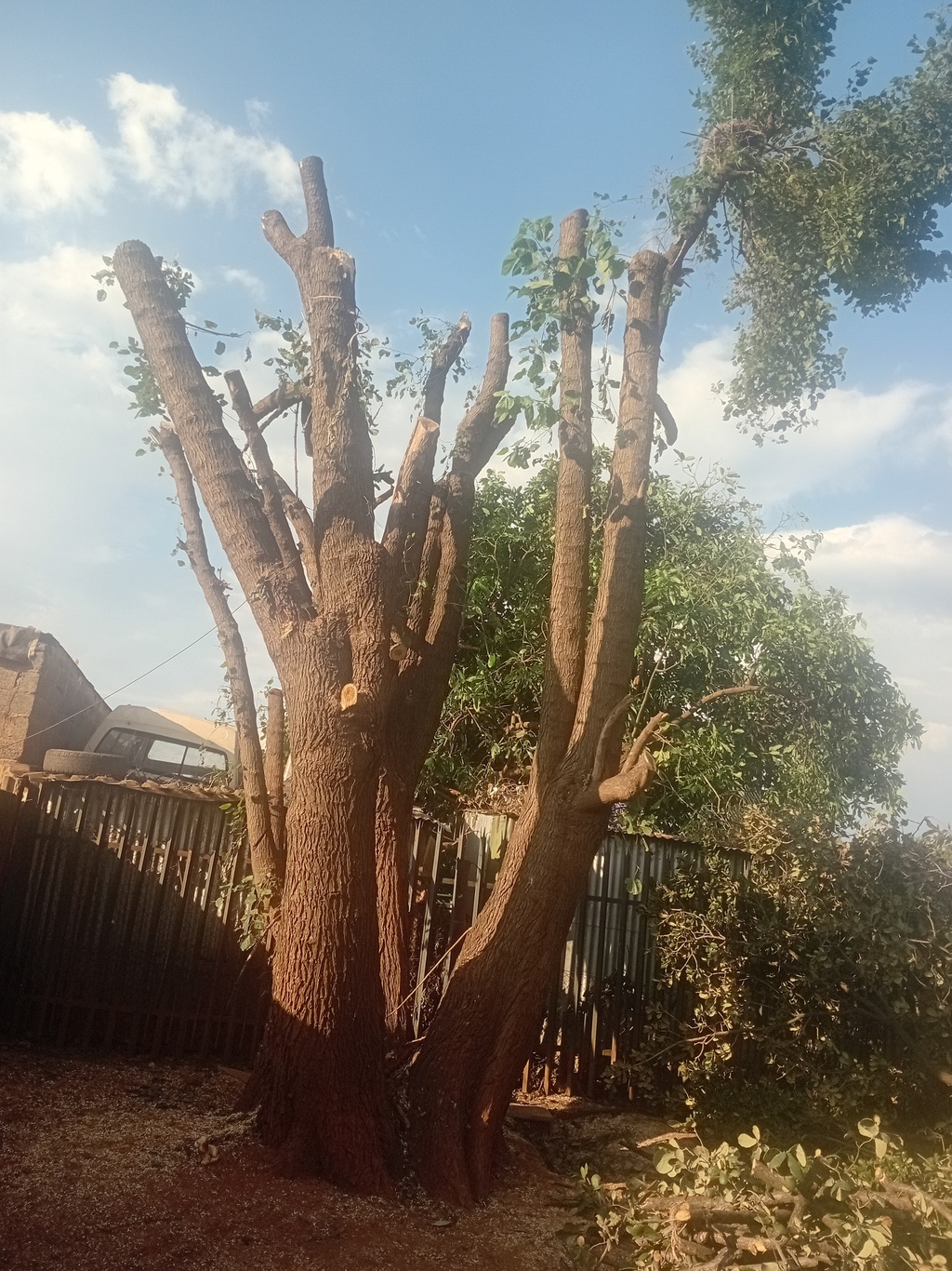 A Mable tree after topping