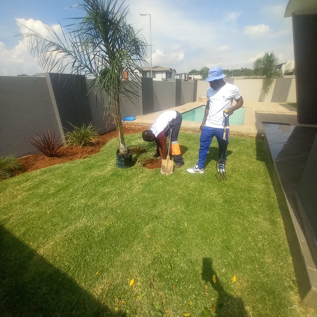 Two man planting a small palm tree on green grass