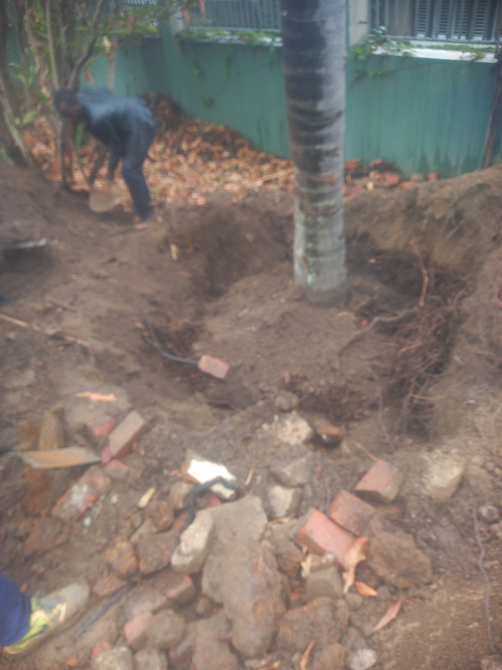A palm tree which is being planted  and  man holding a spade wearing blue work suit